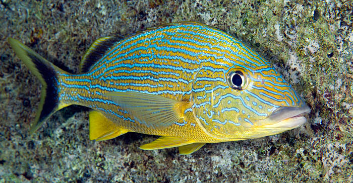 Haemulon sciurus (Shaw, 1803)